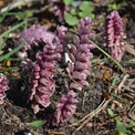 Петров крест обыкновенный (Lathraea squamaria L.)